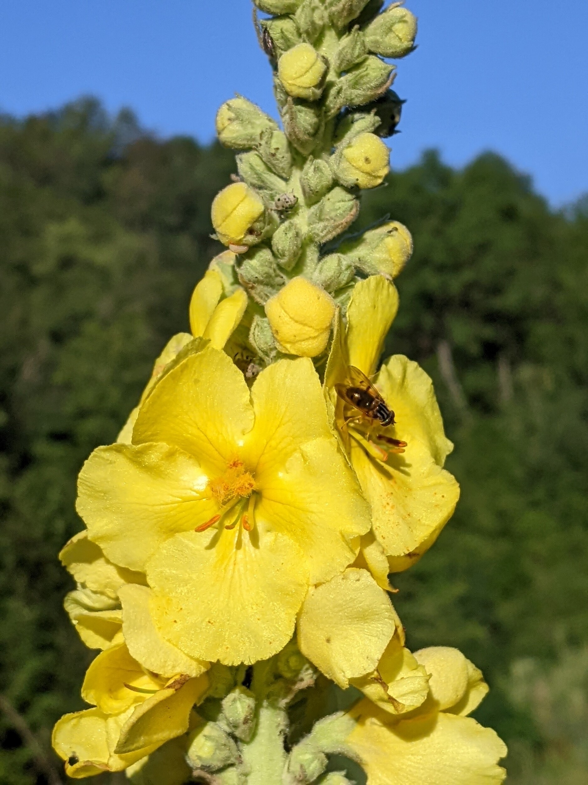 Wecandoo - Découvrez les plantes sauvages comestibles le temps d'une balade - Image n°8