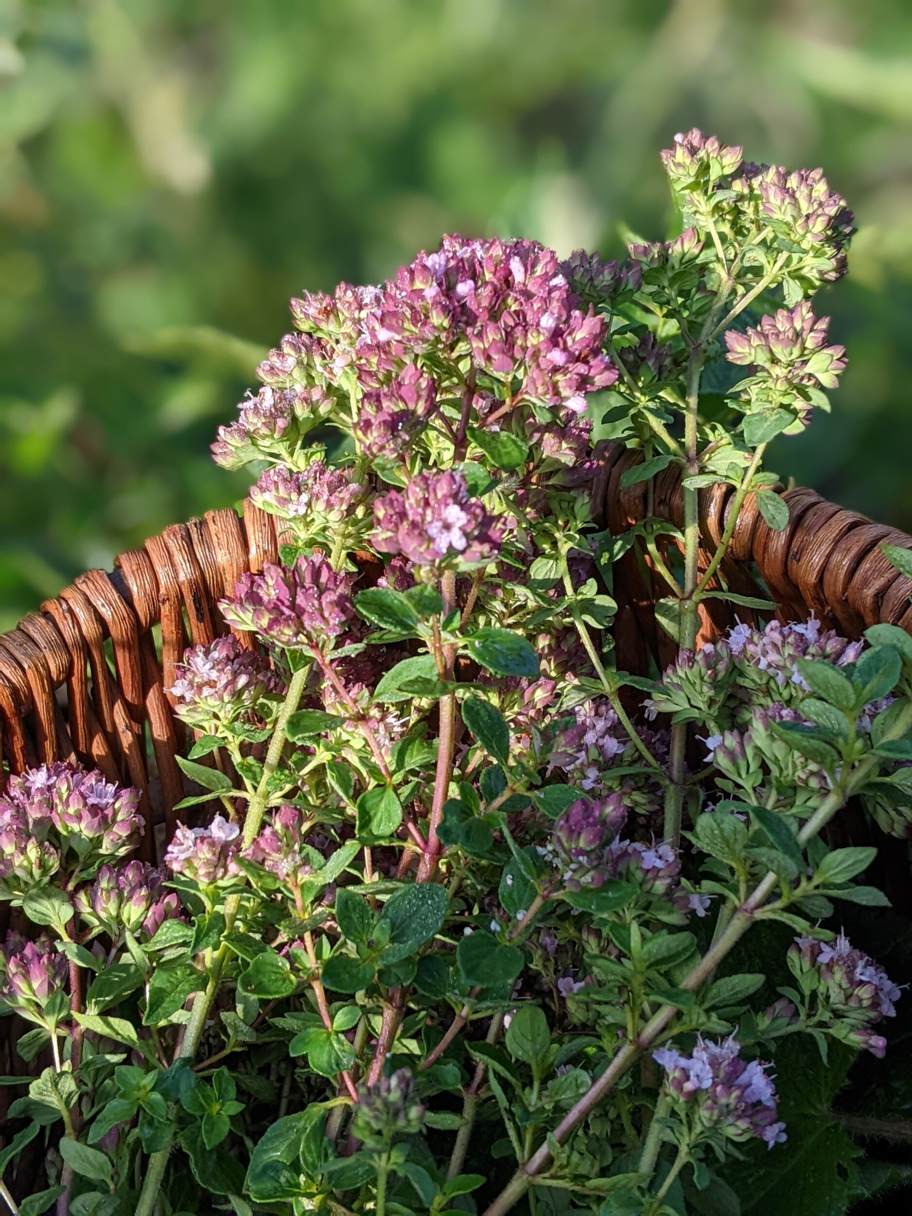 Wecandoo - Découvrez les plantes sauvages comestibles le temps d'une balade - Image n°5