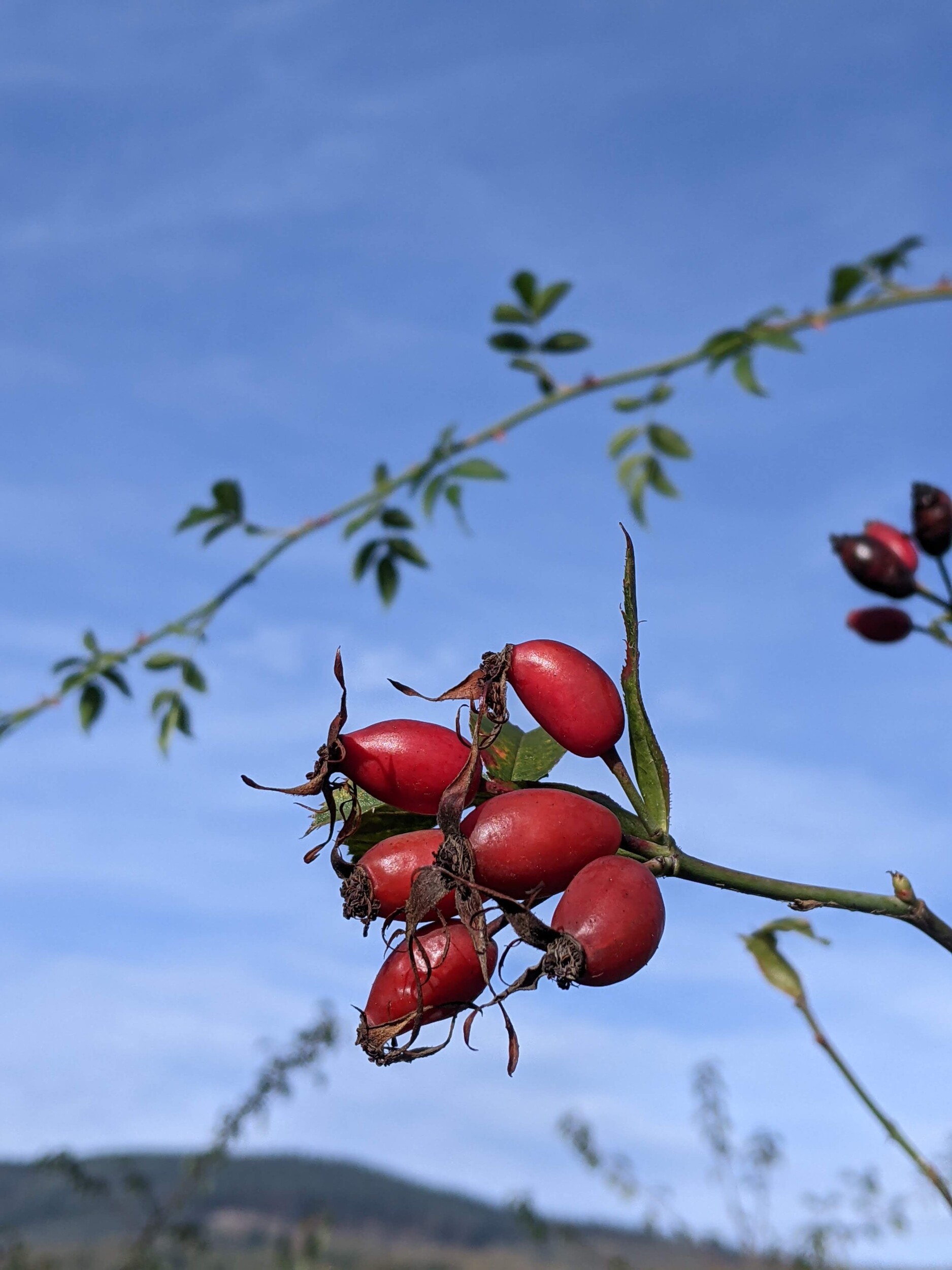 Wecandoo - Découvrez les plantes sauvages comestibles le temps d'une balade - Image n°10