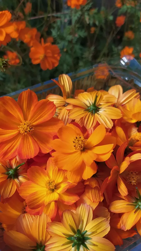 Réalisez votre housse de coussin selon la technique de l'éco-print - Afbeelding nr. 2 - Wecandoo