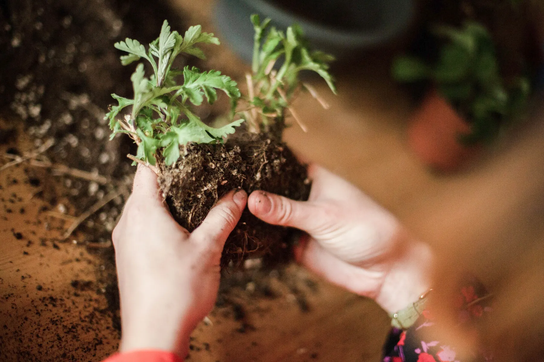 Personnalisez votre jardinière de 3 plantes en 100% recup - Image n°1 - Wecandoo
