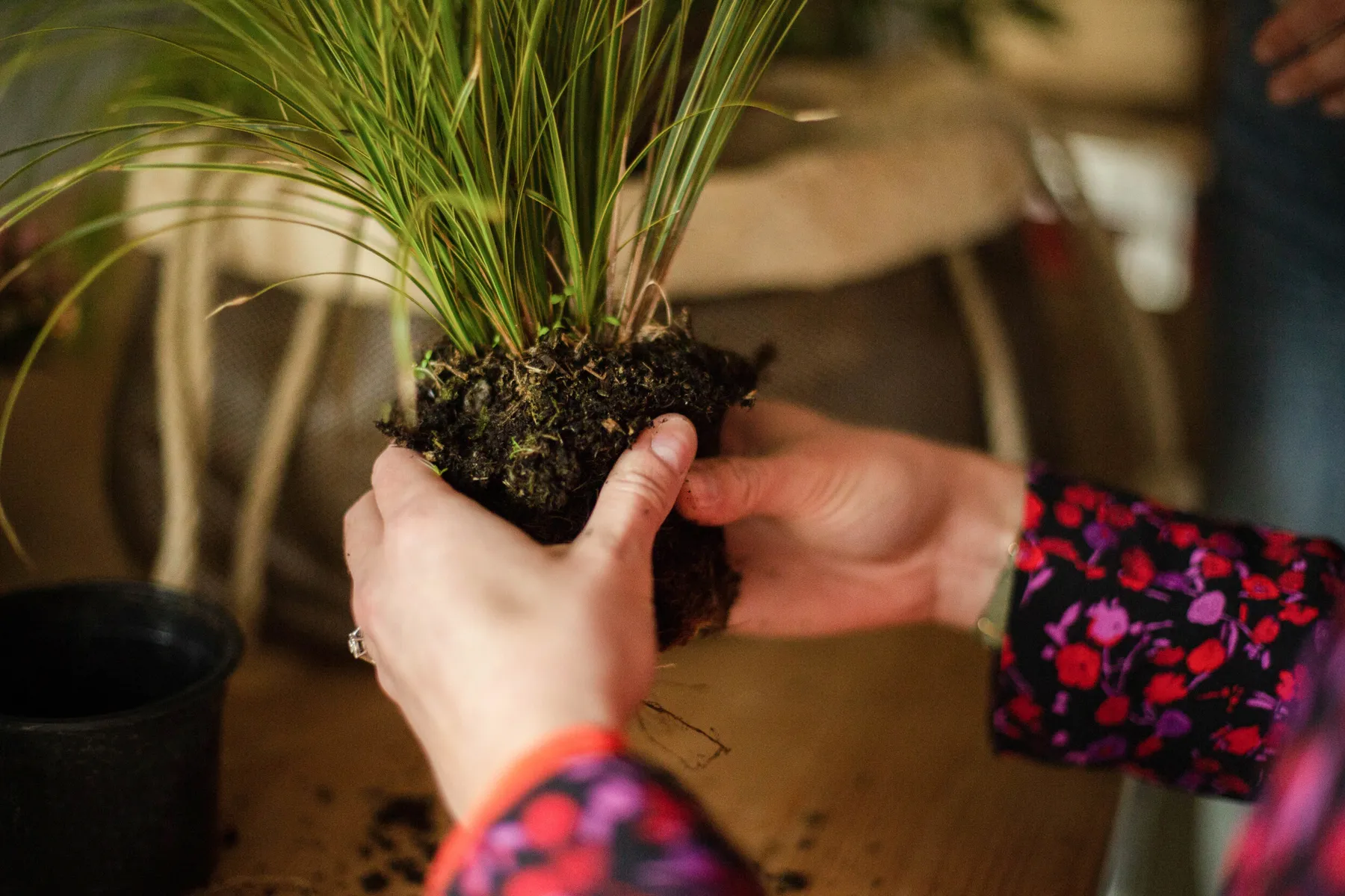 Composez votre jardinière sur mesure de plantes adaptées à votre mode de vie - Image n°1 - Wecandoo