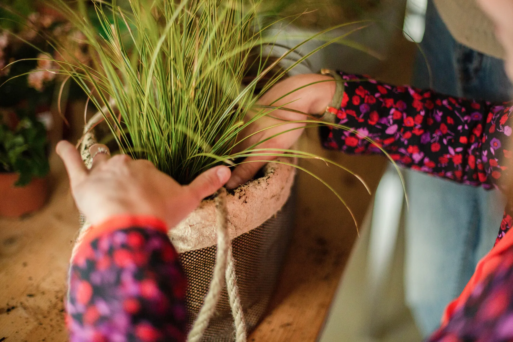 Composez votre jardinière sur mesure de plantes adaptées à votre mode de vie - Image n°4 - Wecandoo