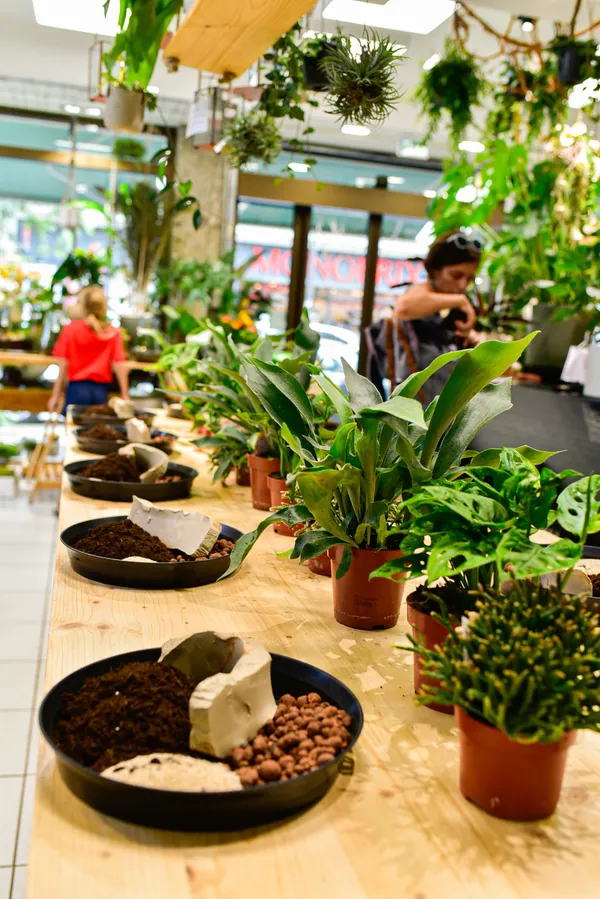 Fabriquez votre kokedama - Image n°1 - Wecandoo