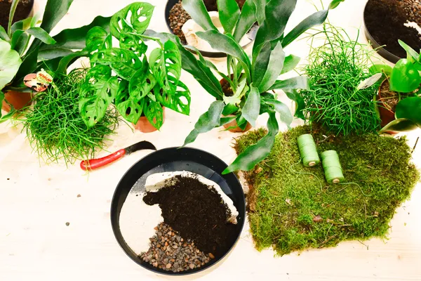 Fabriquez votre kokedama - Image n°2 - Wecandoo