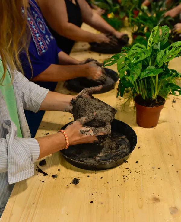 Fabriquez votre kokedama - Image n°3 - Wecandoo