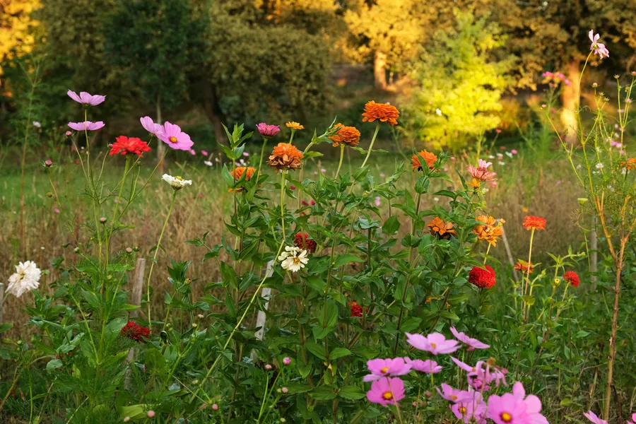 Cueillez vos fleurs et composez votre bouquet de saison - Afbeelding nr. 1 - Wecandoo
