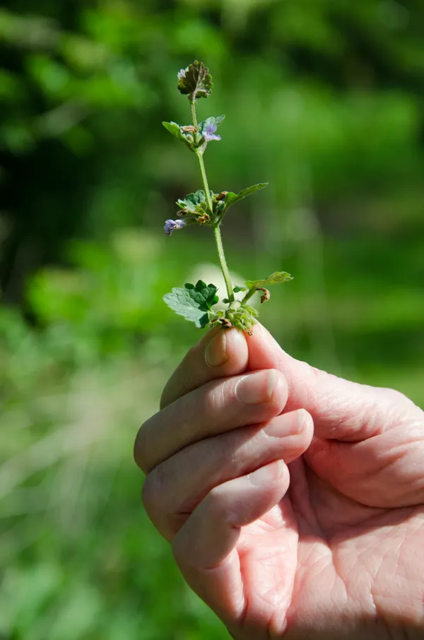 Rentrez dans la peau d'une herboriste pendant une journée - Image n°2 - Wecandoo