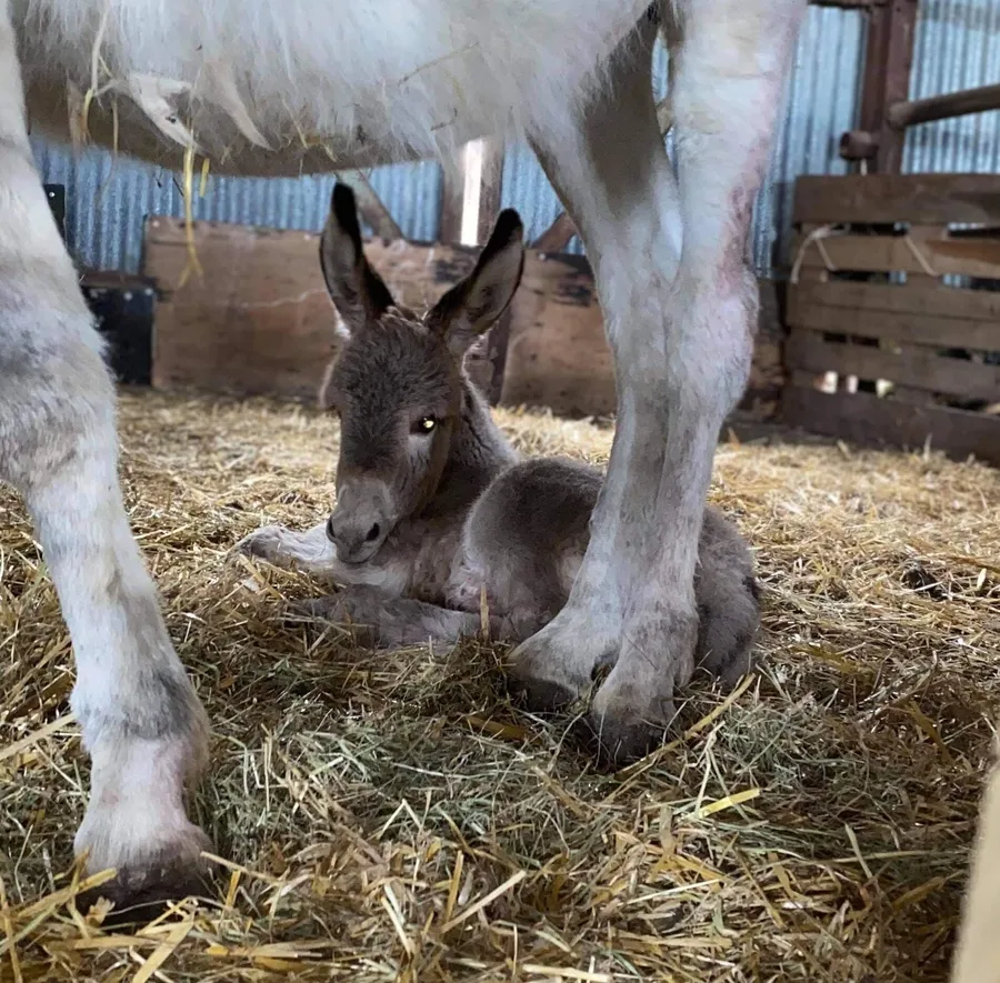 Partez à la découverte d'une ferme d'ânes et réalisez votre savon au lait d'ânesse (500 g) - Image n°1 - Wecandoo