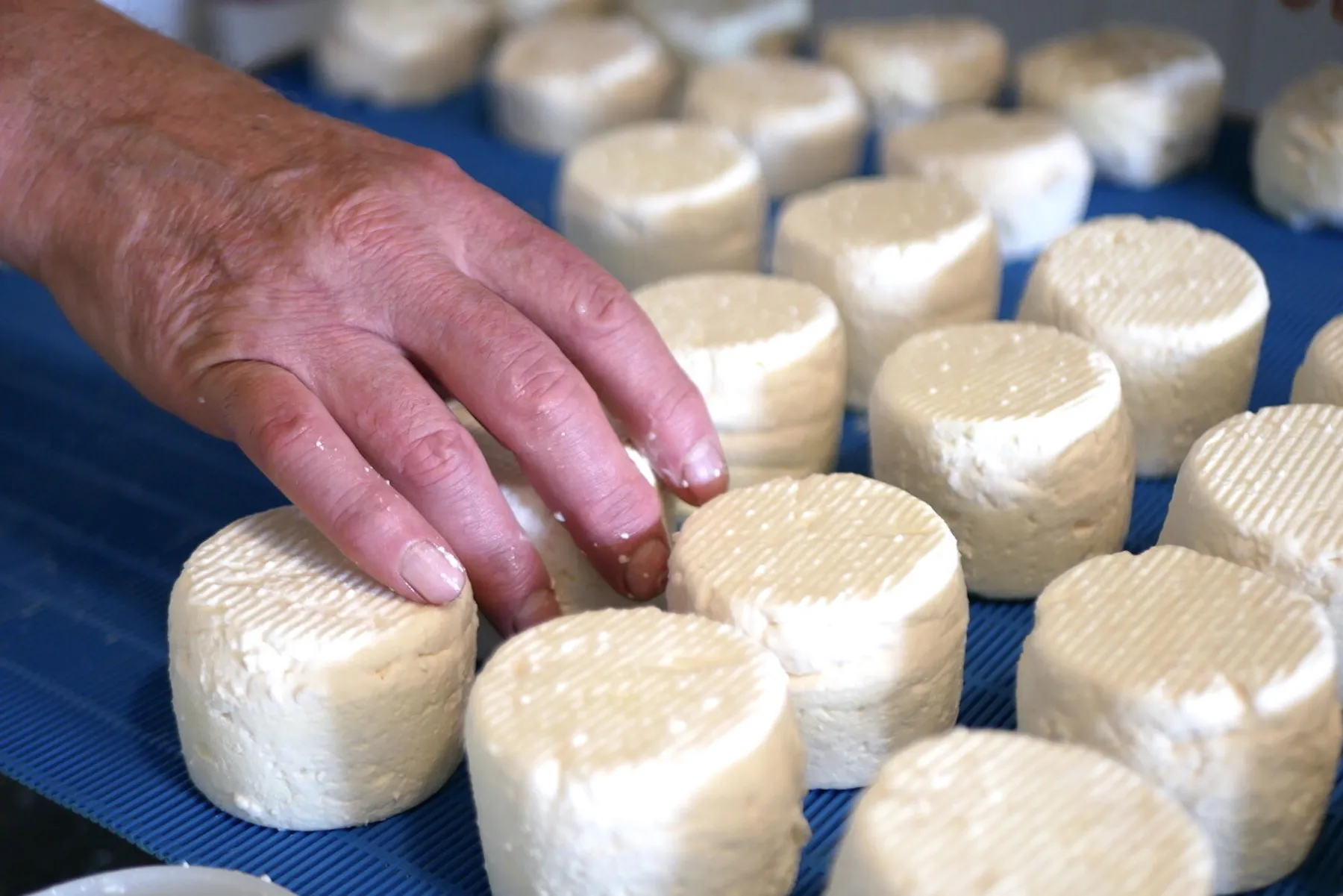 Fabriquez votre fromage fermier bio de brebis - Image n°1 - Wecandoo