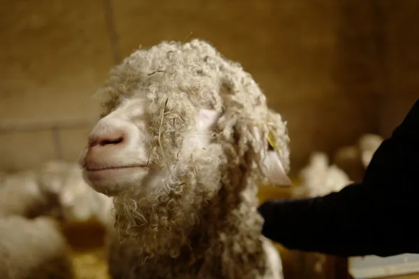 Devenez berger le temps d'une journée - Image n°3 - Wecandoo