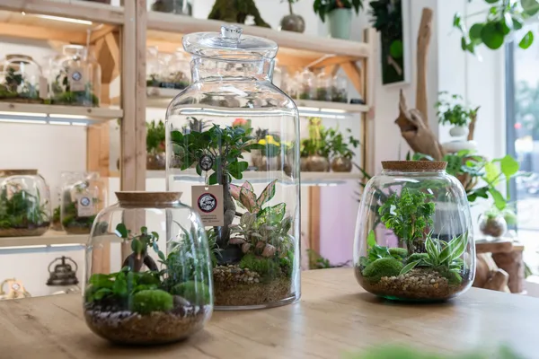 Étonnez votre équipe et réalisez votre terrarium taille L - Image n°4 - Wecandoo