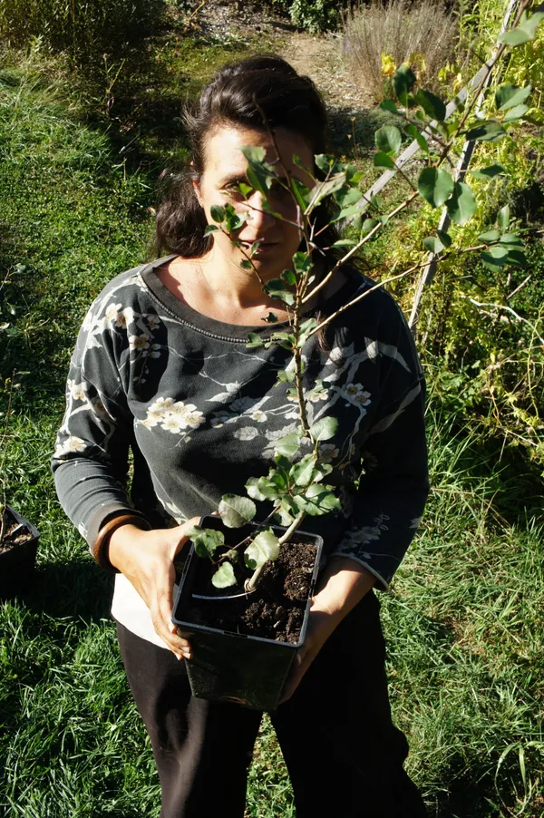 Prenez soin de votre arbre fruitier et greffez-le sur une journée - Image n°4 - Wecandoo