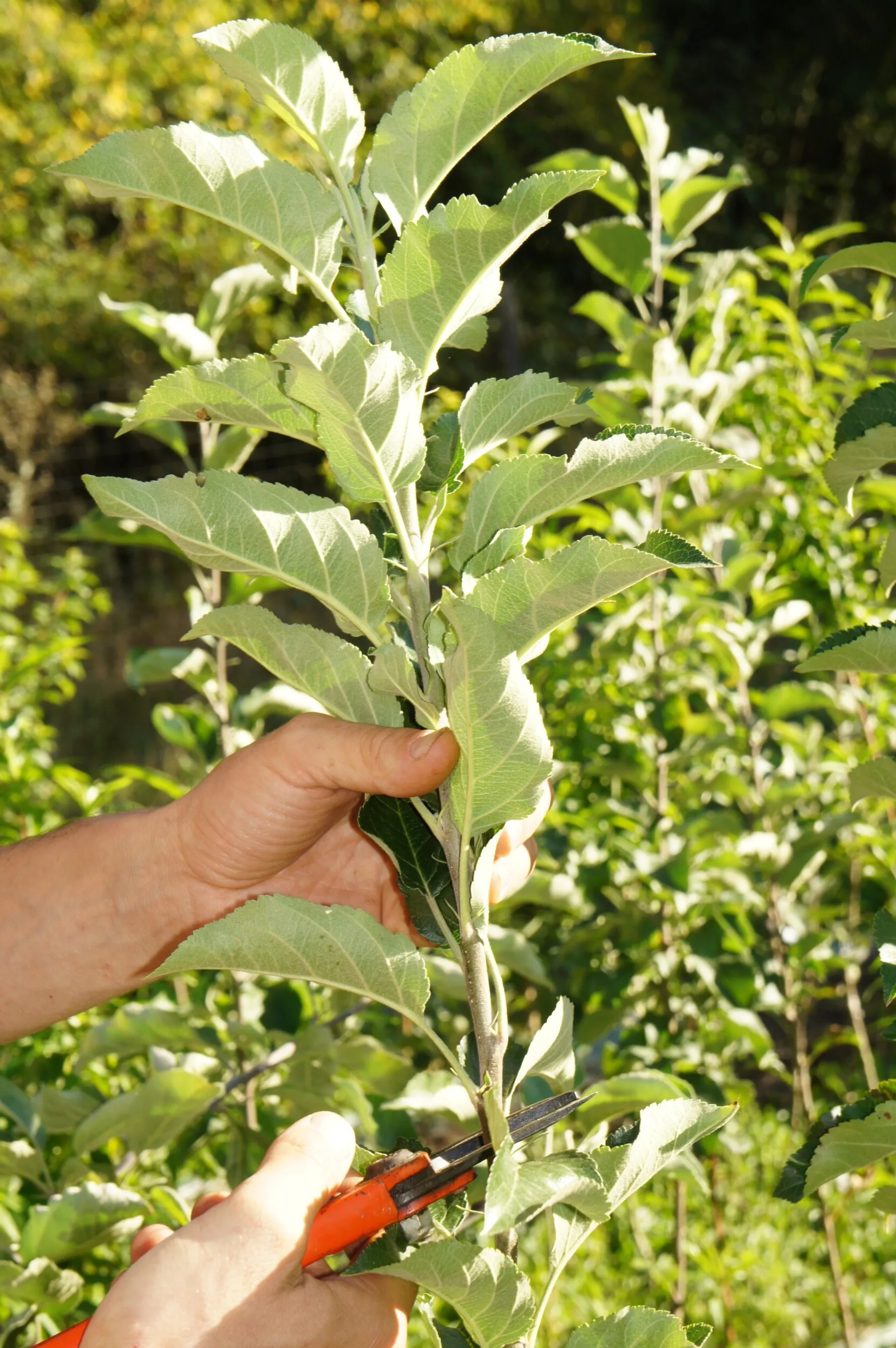 Prenez soin de votre arbre fruitier et greffez-le sur une journée - Image n°3 - Wecandoo
