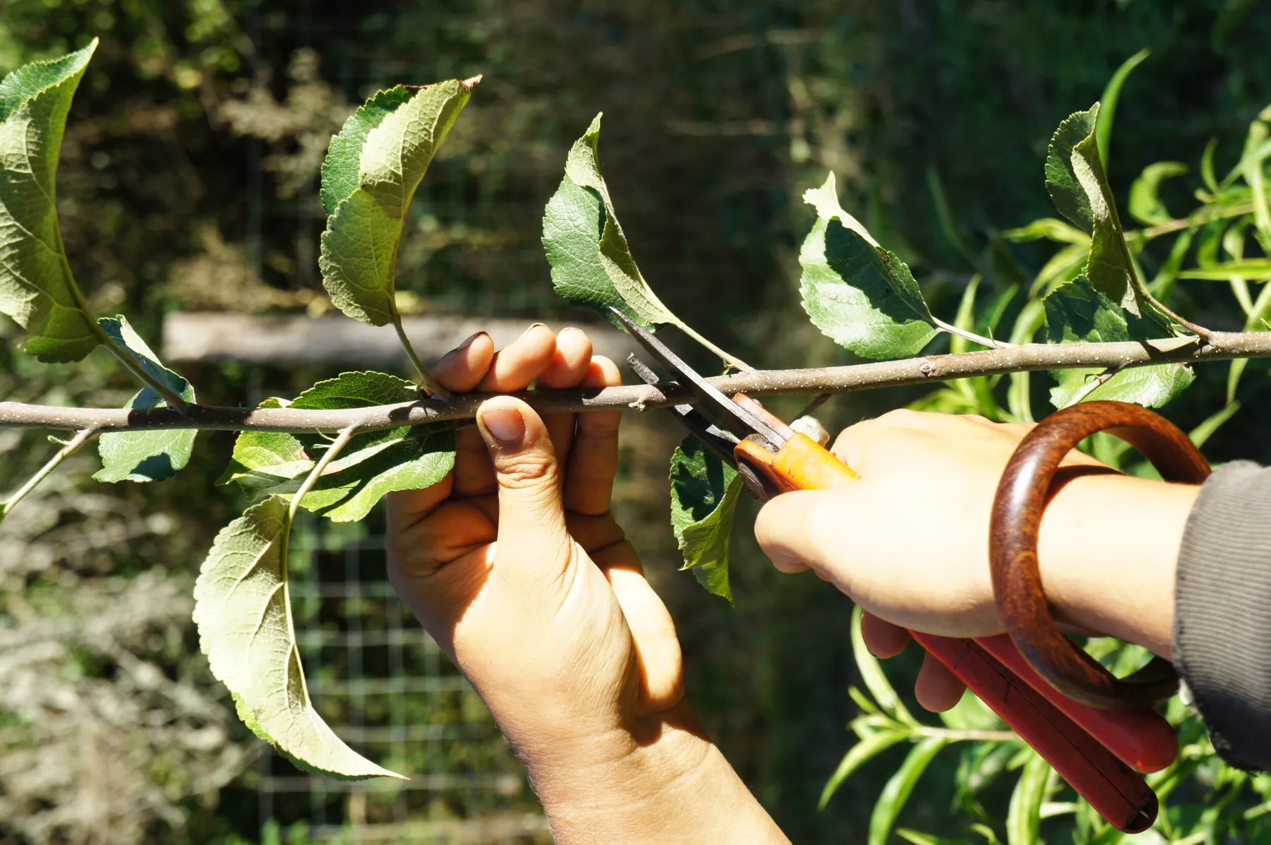 Prenez soin de votre arbre fruitier et greffez-le sur une journée - Image n°2 - Wecandoo