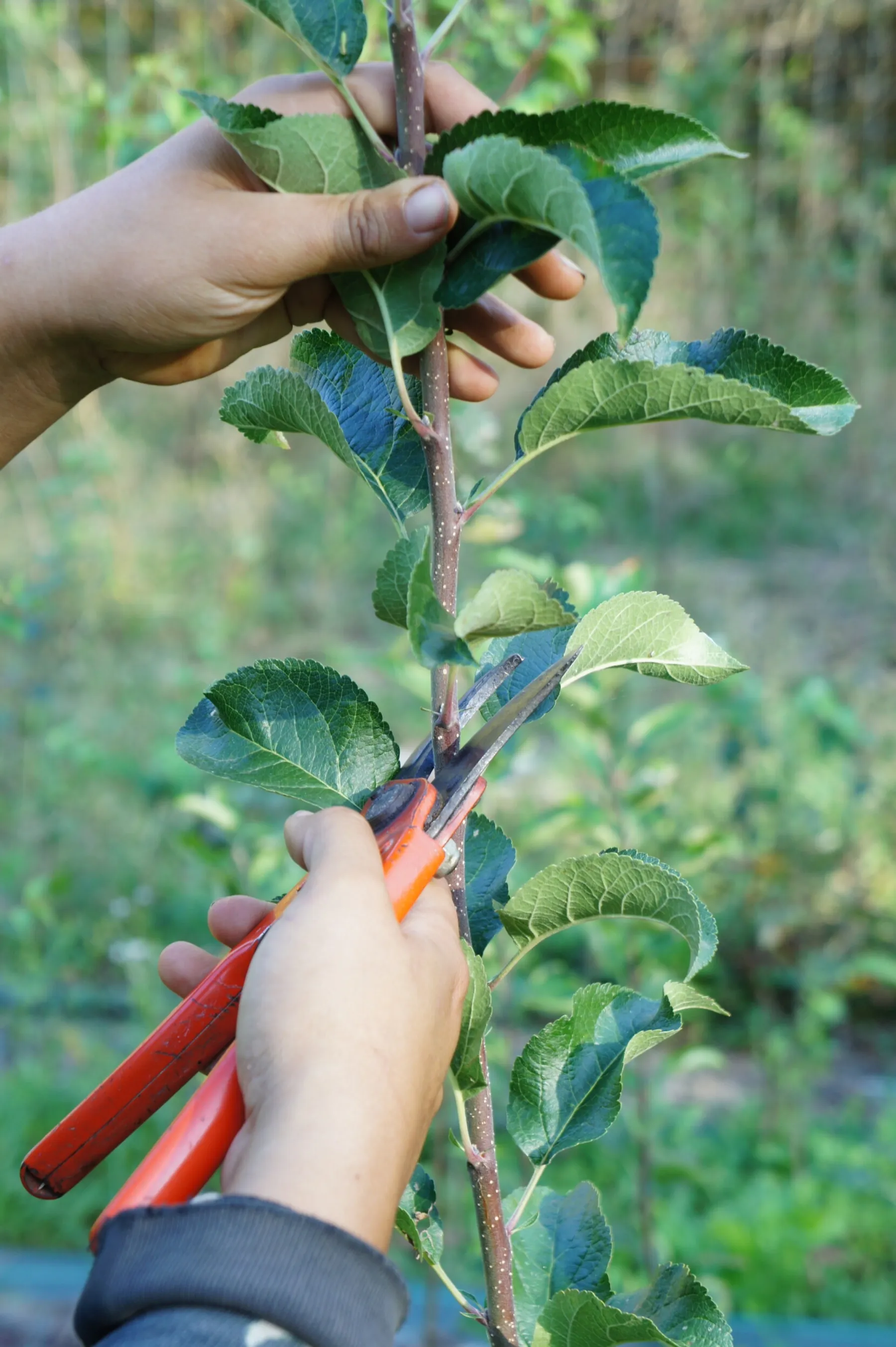 Prenez soin de votre arbre fruitier et greffez-le sur une journée - Image n°1 - Wecandoo