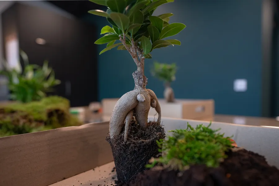 Fabriquez votre kokedama avec Julien - Afbeelding nr. 1 - Wecandoo