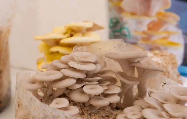 Wecandoo - Réalisez votre kit de production de champignons