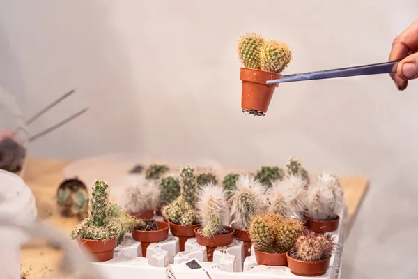 Réalisez votre terrarium de cactus avec Aude - Image n°1 - Wecandoo