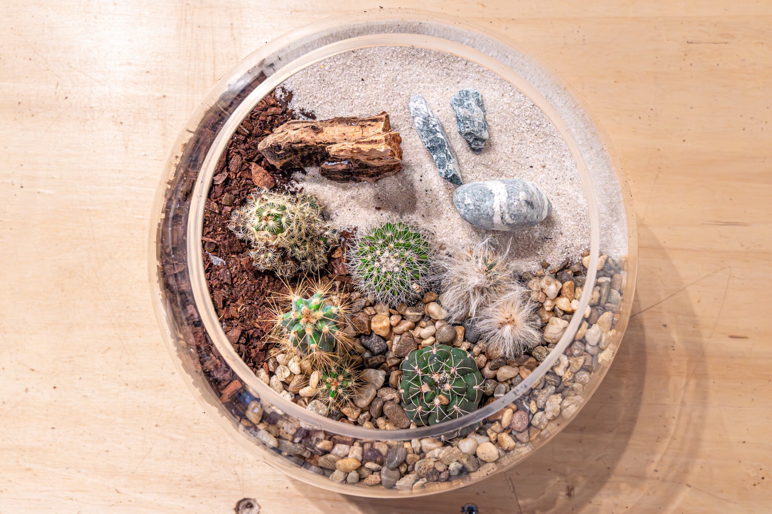 Wecandoo - Réalisez votre terrarium de cactus - Image n°14