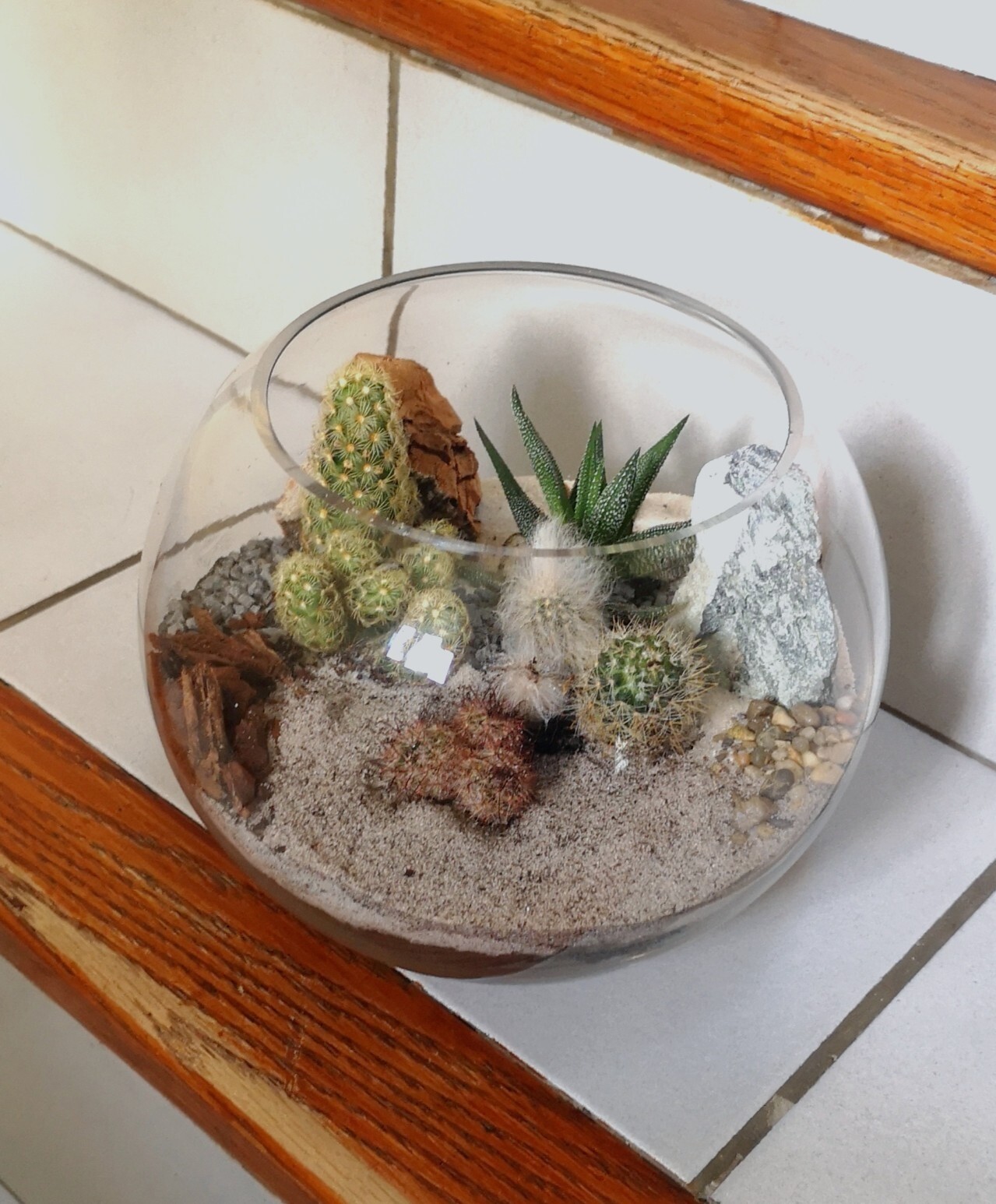 Wecandoo - Réalisez votre terrarium de cactus - Image n°15