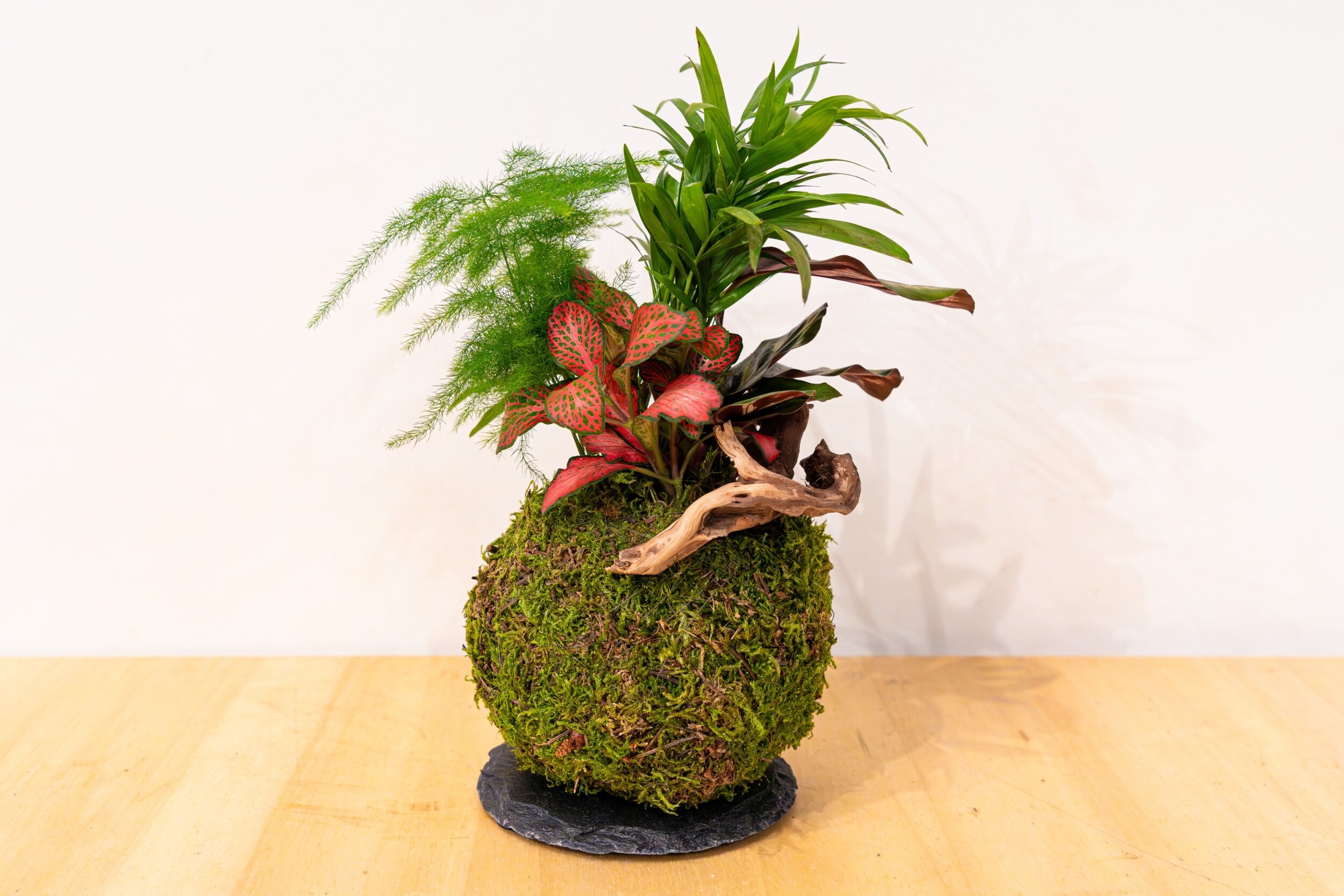 Wecandoo - Réalisez votre kokedama - Image n°5