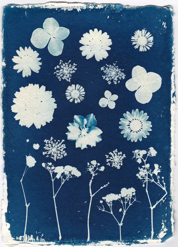 Wecandoo - Initiez-vous à l'impression cyanotype