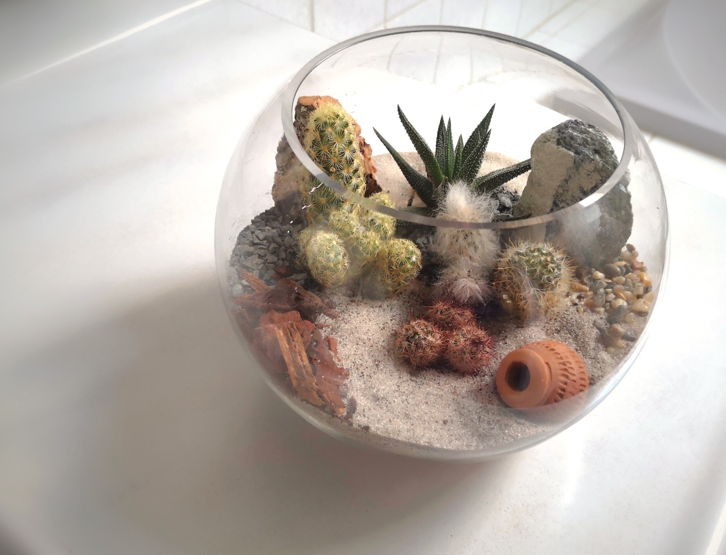 Wecandoo - Réalisez votre terrarium de cactus - Image n°16