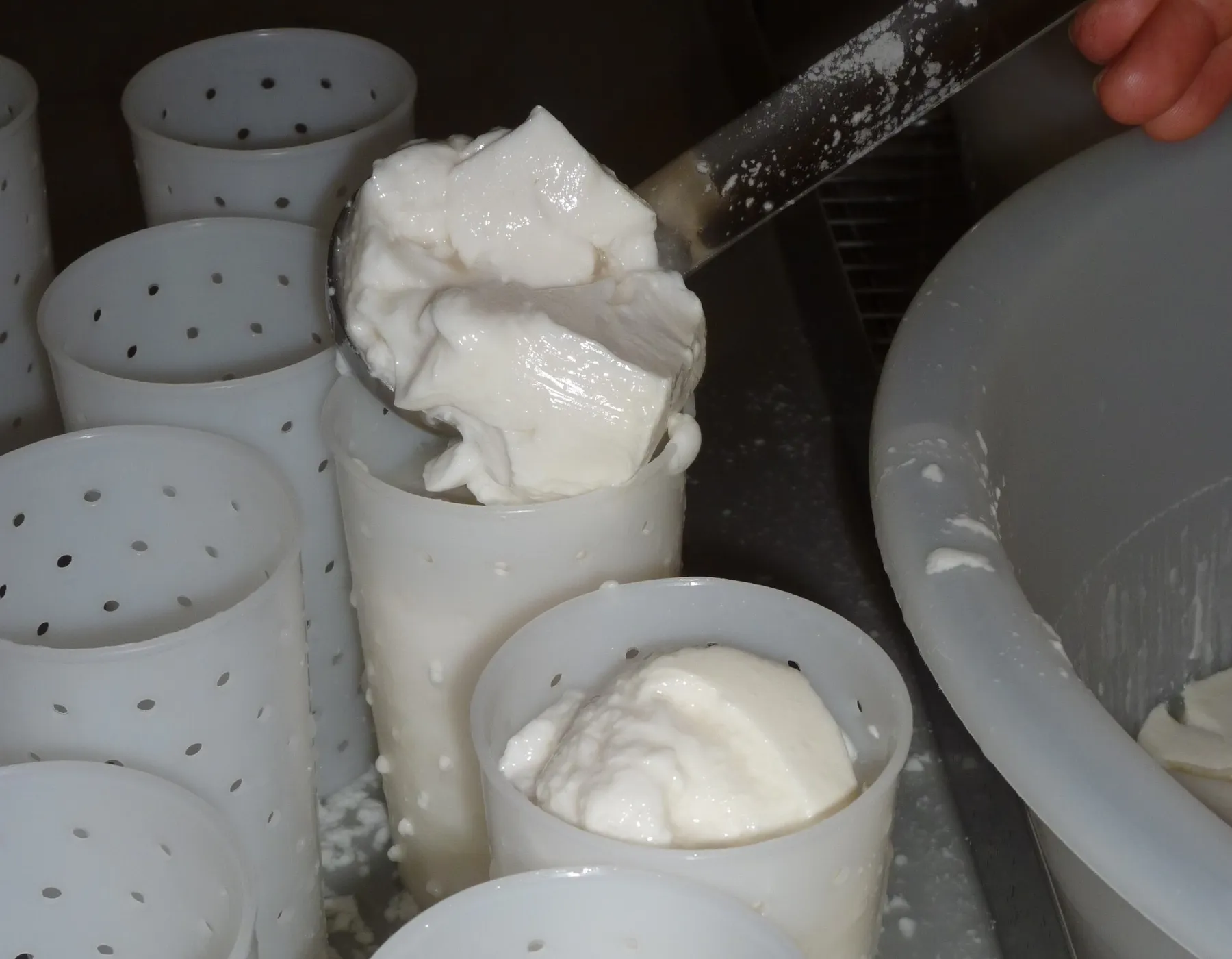 Visitez une chèvrerie et fabriquez votre fromage de chèvre - Image n°3 - Wecandoo