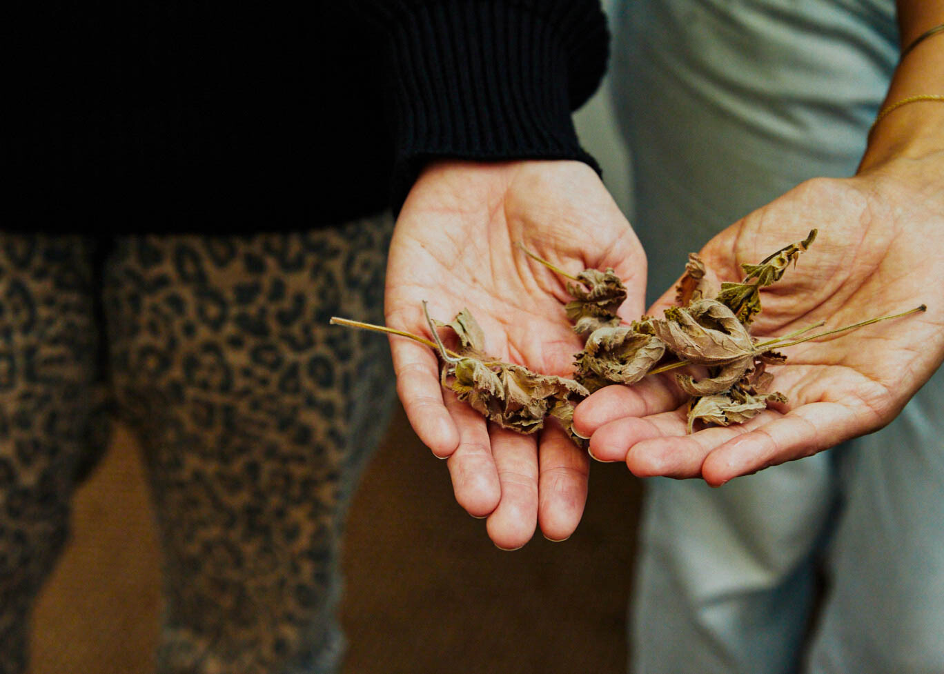 Wecandoo - Discover how gin is made, learn about botanicals and taste different gins - Image n°10