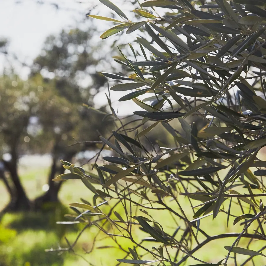 Découvrez l'oléiculture et dégustez des produits dans un domaine - Image n°1 - Wecandoo