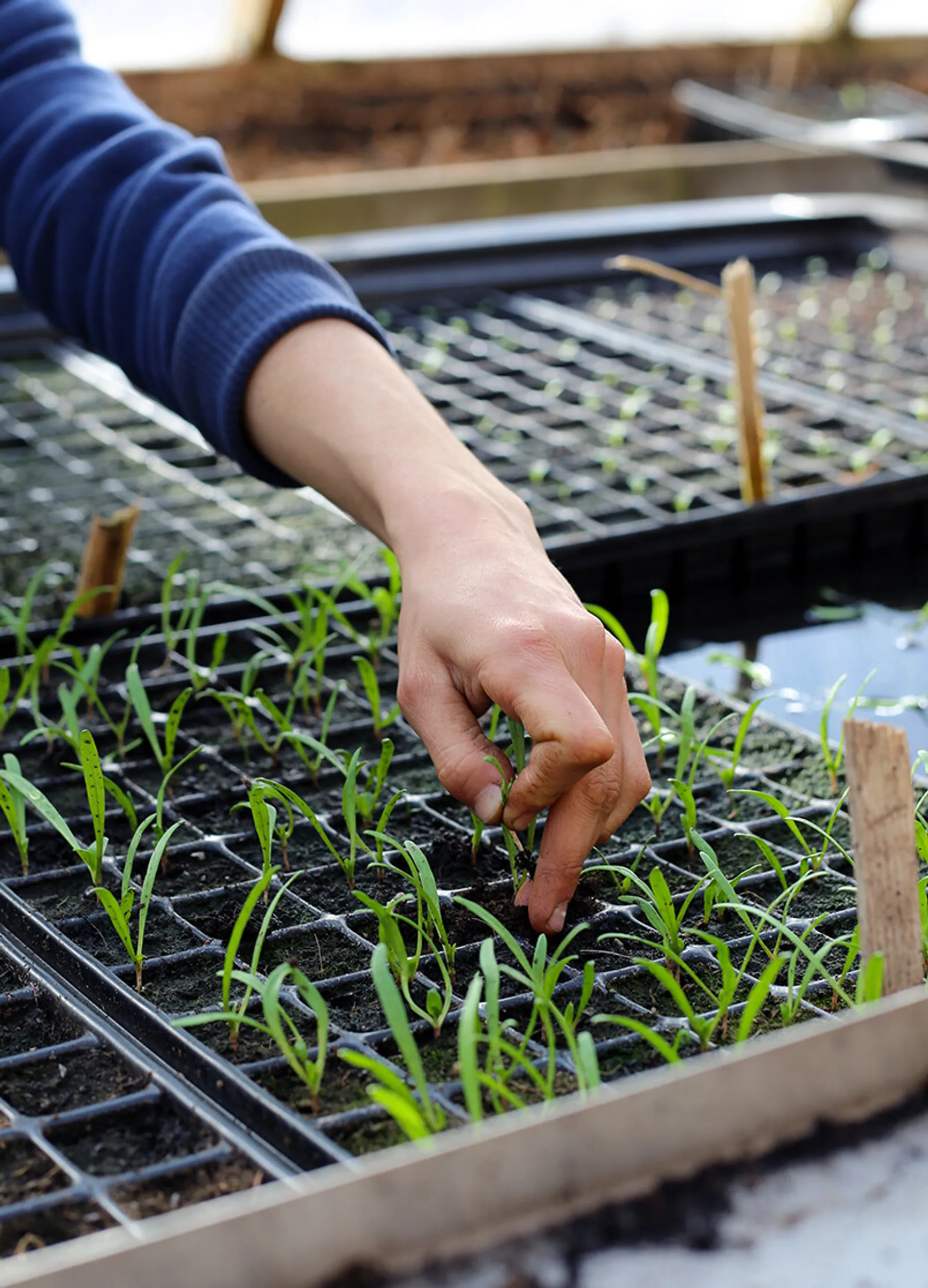 Apprenez à récolter, à produire et à conserver vos graines avec Mathieu et son équipe - Afbeelding nr. 5 - Wecandoo