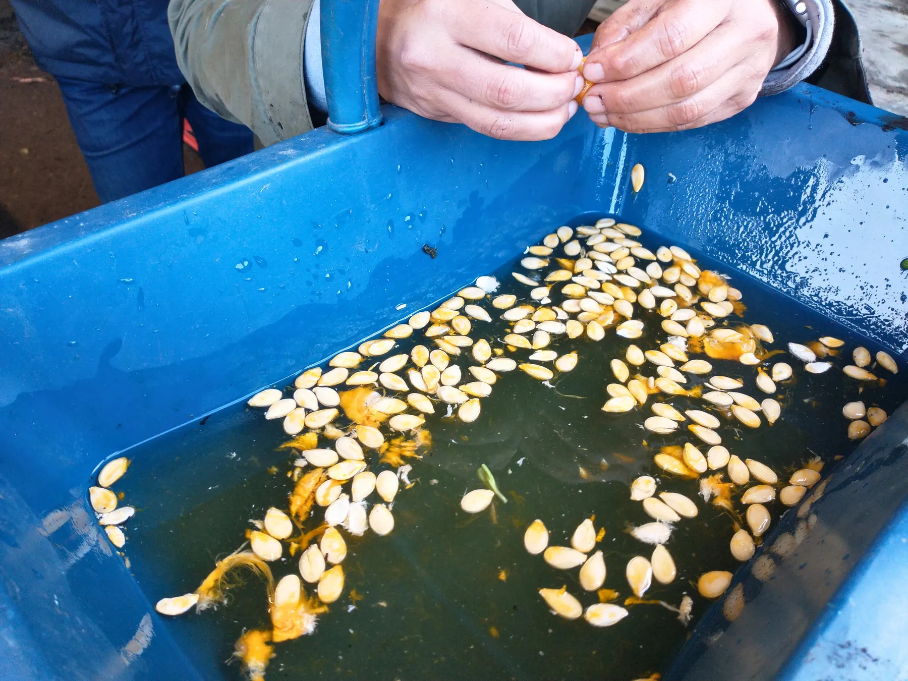 Apprenez à récolter, à produire et à conserver vos graines avec Mathieu et son équipe - Afbeelding nr. 3 - Wecandoo