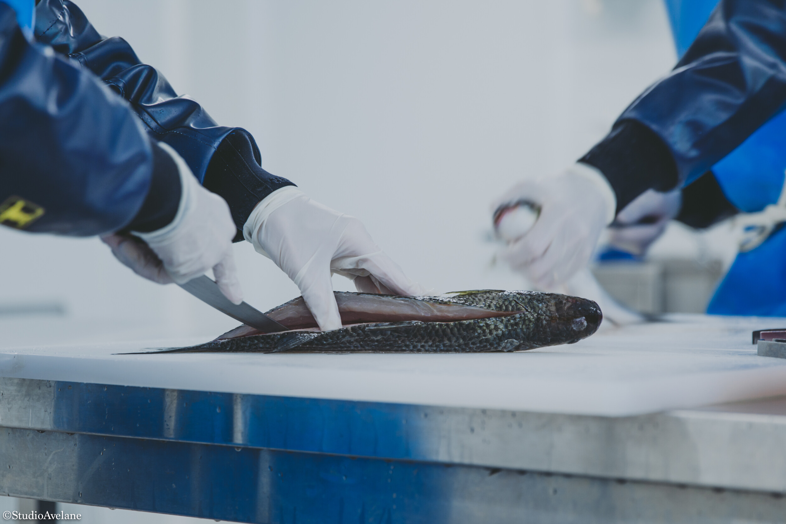 Wecandoo - Apprenez à travailler et fumer du poisson sauvage - Image n°3