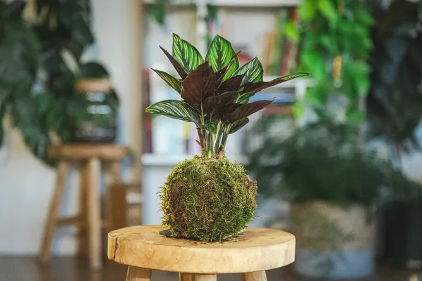 Créez votre kokedama - Image n°4 - Wecandoo
