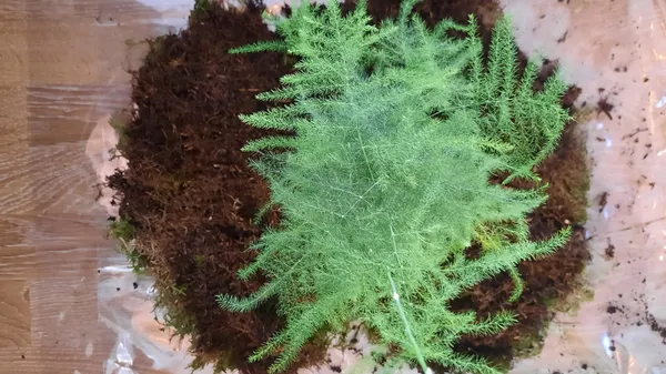 Créez votre kokedama - Image n°5 - Wecandoo