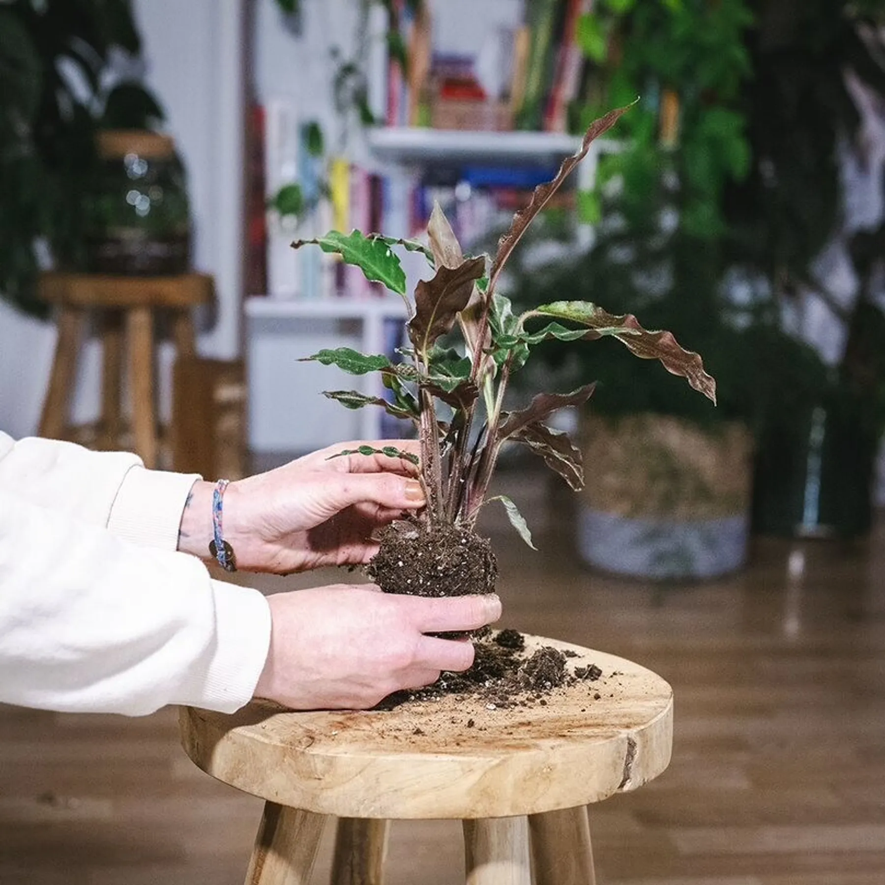 Apprenez à rempoter et entretenir vos plantes d'intérieur - Image n°1 - Wecandoo