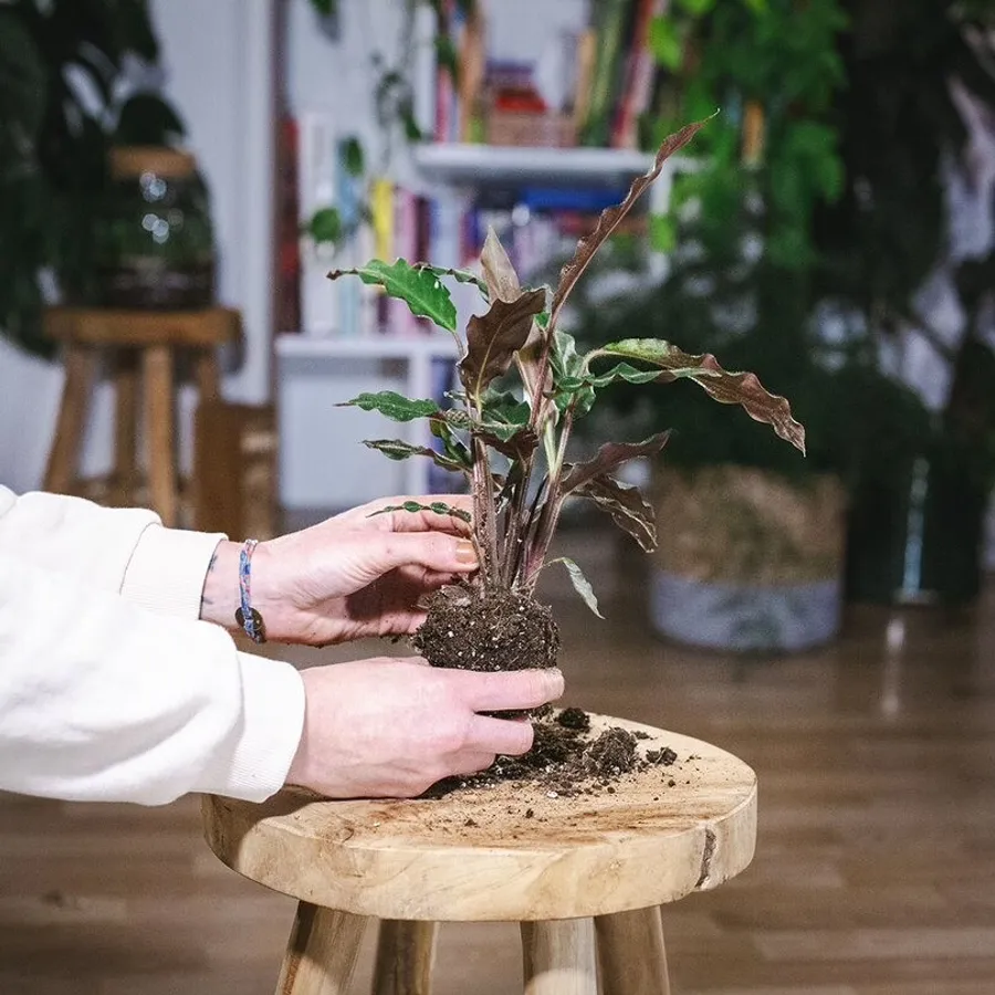 Apprenez à rempoter et entretenir vos plantes d'intérieur - Image n°1 - Wecandoo