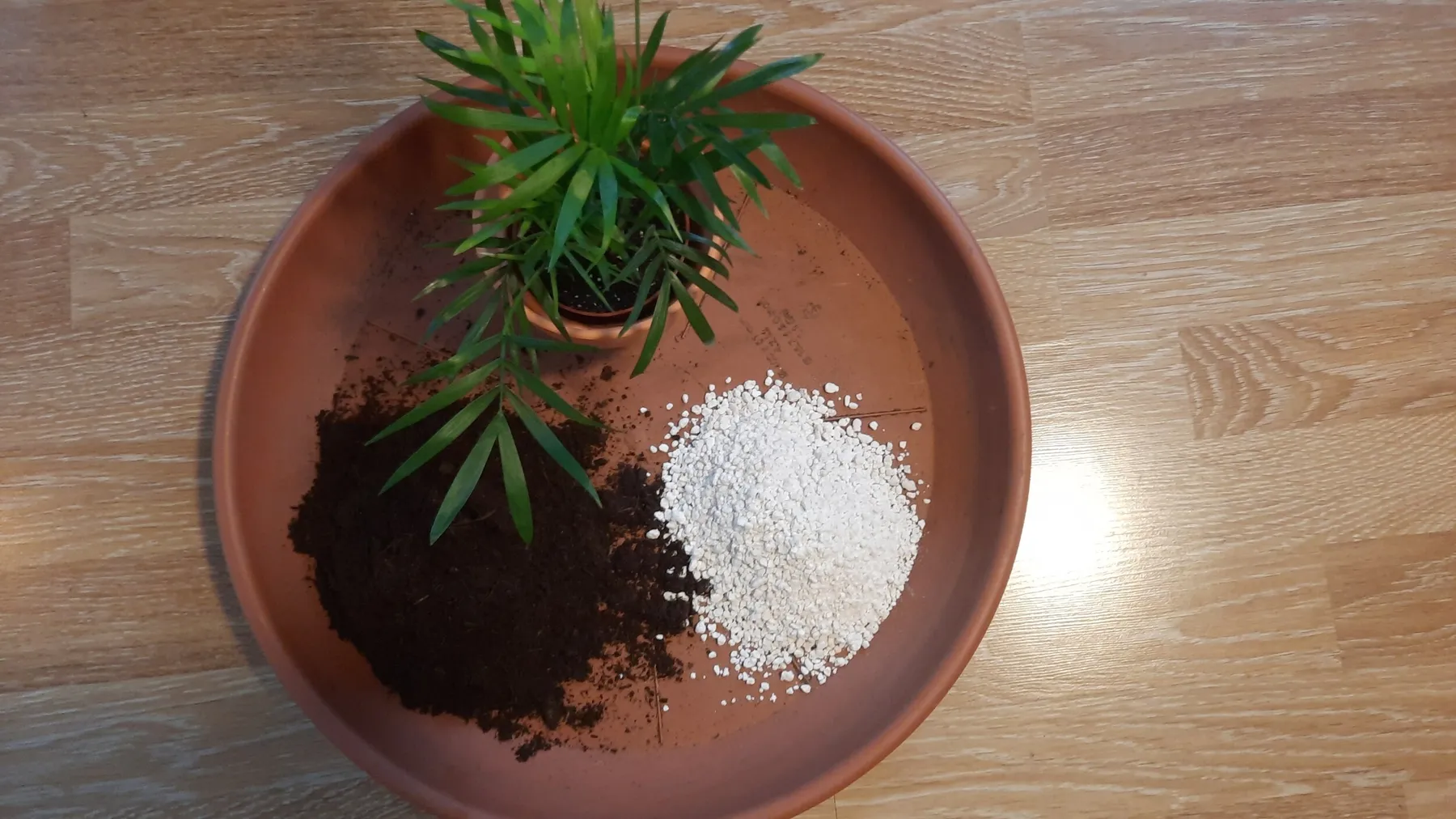 Apprenez à rempoter et entretenir vos plantes d'intérieur - Image n°2 - Wecandoo