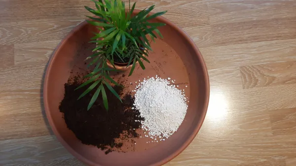 Apprenez à rempoter et entretenir vos plantes d'intérieur - Image n°2 - Wecandoo