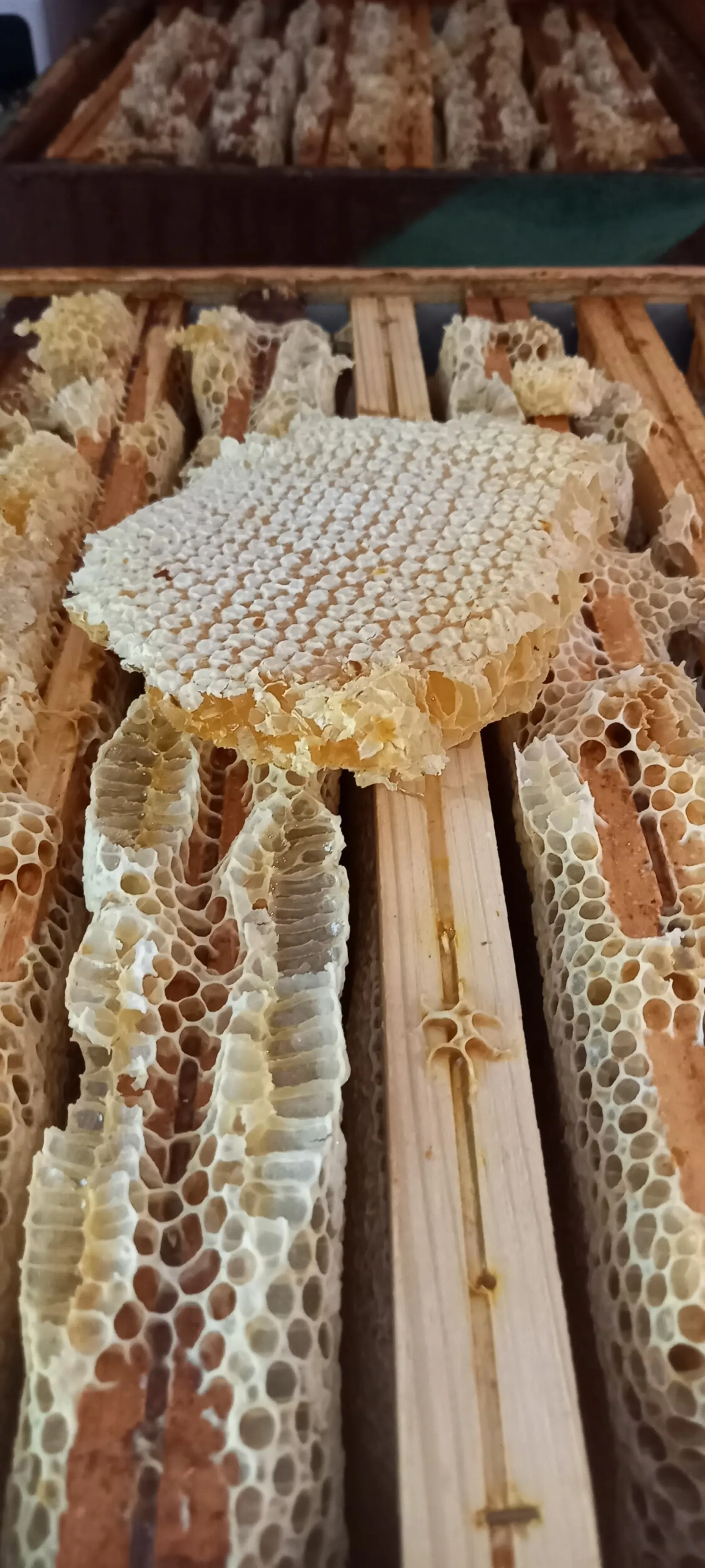 Passez une journée avec un apiculteur et ses abeilles - Image n°3 - Wecandoo