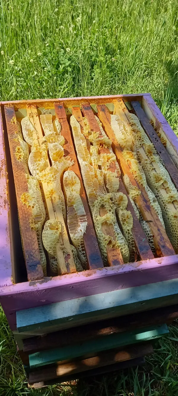 Initiez-vous à l'apiculture - Image n°2 - Wecandoo