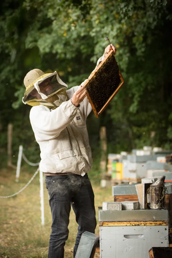 Initiez-vous à l'apiculture - Image n°4 - Wecandoo