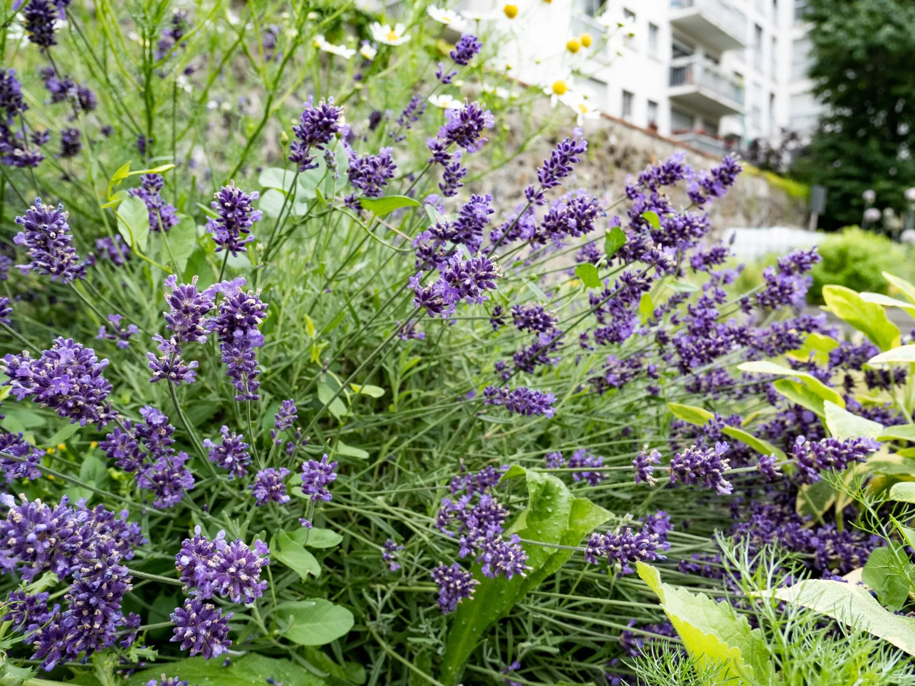 Réalisez votre tisane dans une ferme urbaine - Afbeelding nr. 3 - Wecandoo