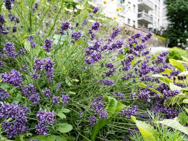 Réalisez votre tisane dans une ferme urbaine - Image n°3 - Wecandoo