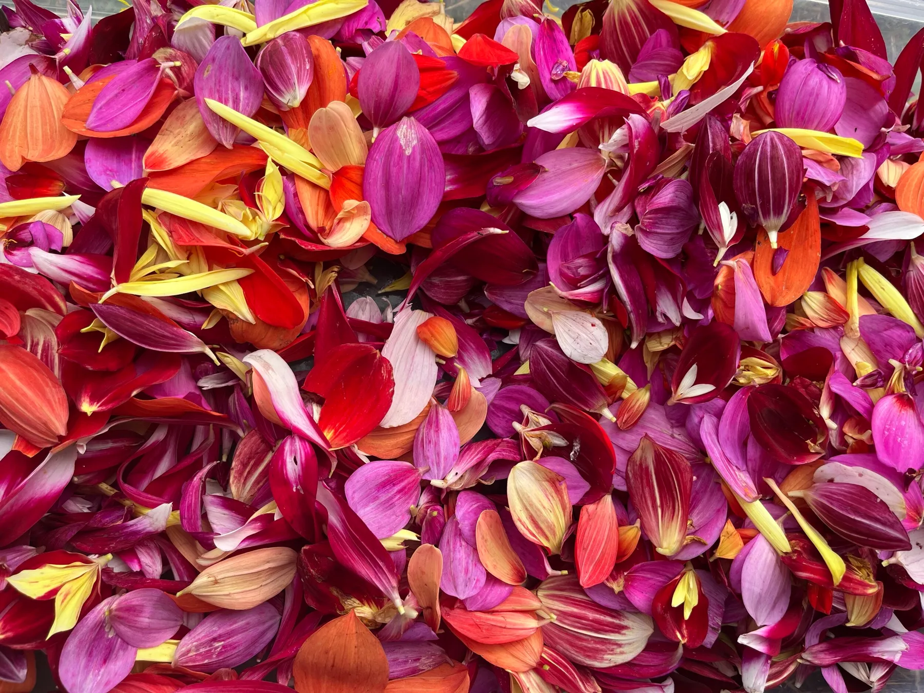 Réalisez votre tisane dans une ferme urbaine - Afbeelding nr. 4 - Wecandoo