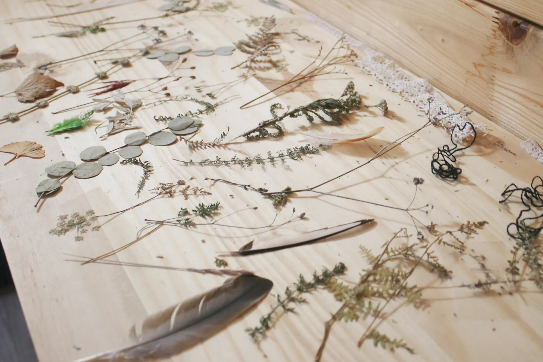 Initiez-vous au cynaotype - Image n°2 - Wecandoo