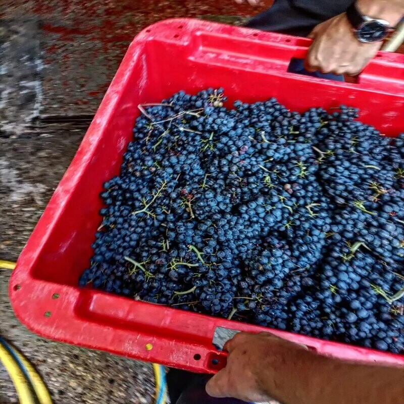 Wecandoo - Passez la journée dans la peau d'un.e vigneron.ne - Image n°2