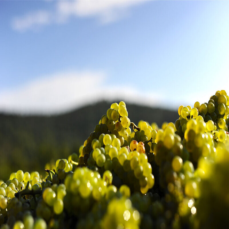 Wecandoo - Passez la journée dans la peau d'un.e vigneron.ne - Image n°10