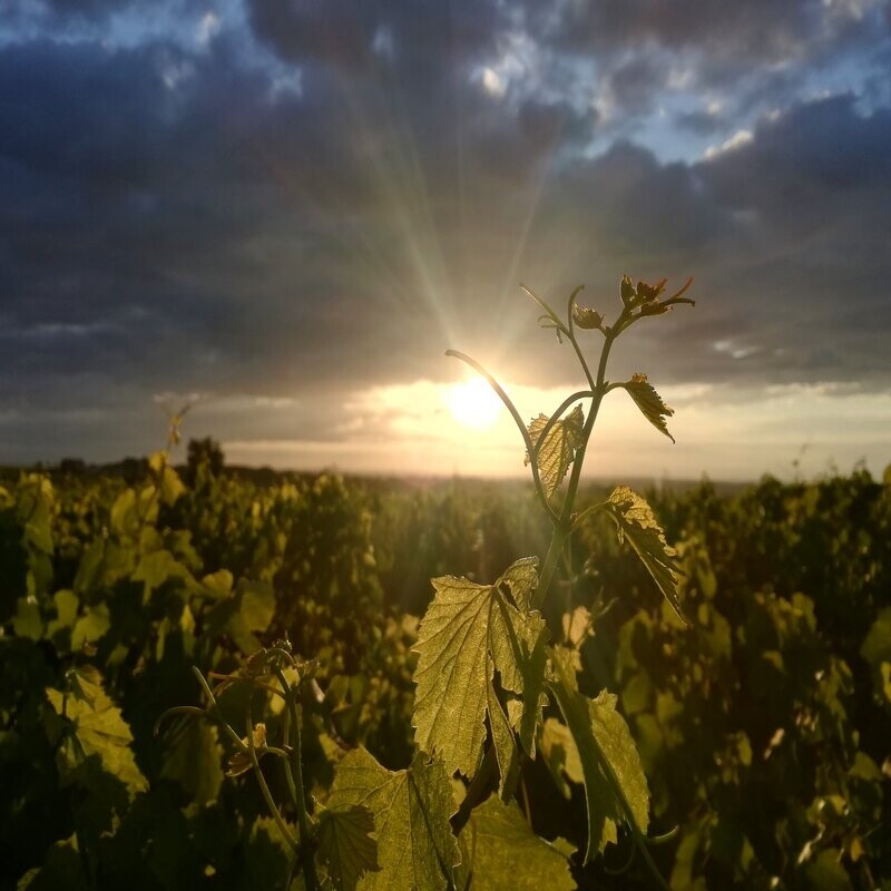 Wecandoo - Passez la journée dans la peau d'un.e vigneron.ne - Image n°11